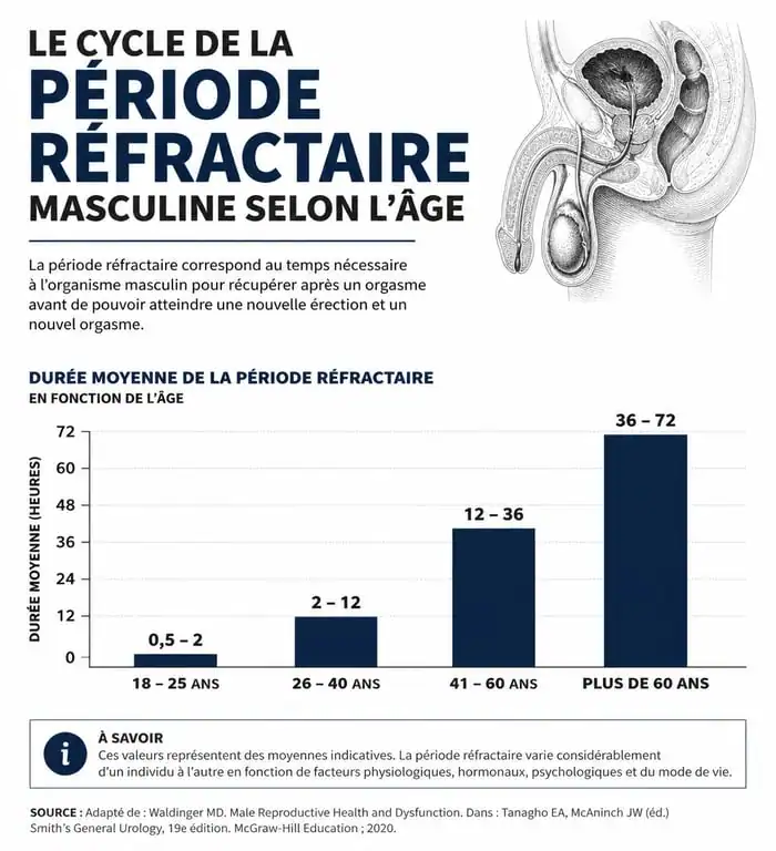 Infographie sur la durée de la période réfractaire masculine selon l'âge et le temps entre 2 rapports homme