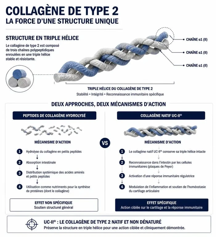 Infographie explicative sur le meilleur collagène type 2 : mécanisme d'action des peptides et du collagène natif