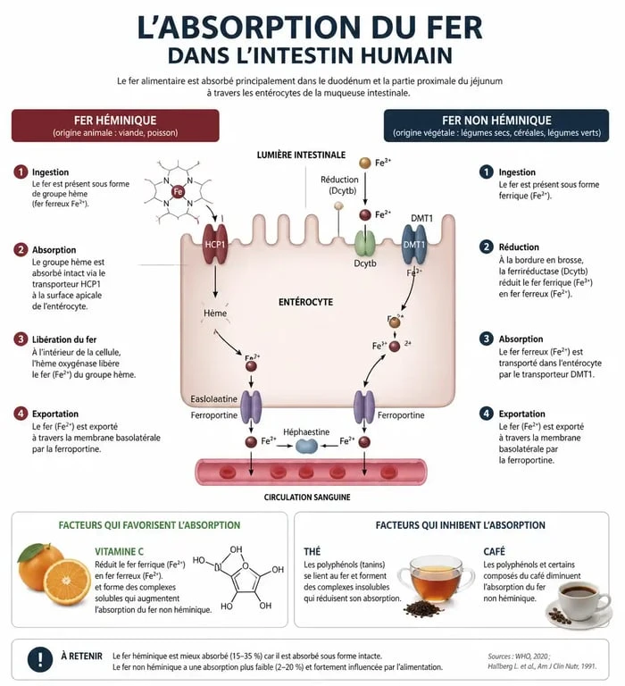 Infographie sur l'absorption du fer et les aliments riches en fer pour lutter contre l'anémie
